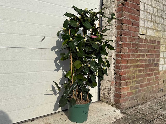 Japanse roos rek - camellia japonica - hoogte ca. 80 cm - afbeelding 2 van  2