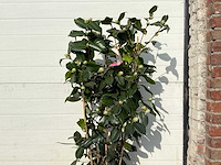 Japanse roos rek - camellia japonica - hoogte ca. 80 cm - afbeelding 4 van  4