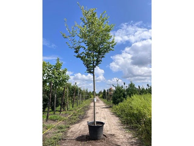 Japanse schijniep, zelkova serrata, hoogstam, ca. 4-5 m hoog - afbeelding 1 van  2