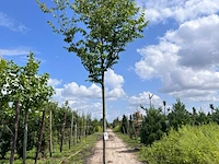 Japanse schijniep, zelkova serrata, hoogstam, ca. 4-5 m hoog