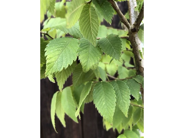 Japanse schijniep, zelkova serrata, hoogstam, ca. 4-5 m hoog - afbeelding 2 van  2
