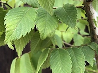 Japanse schijniep, zelkova serrata, hoogstam, ca. 4-5 m hoog - afbeelding 2 van  2