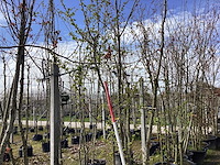 Japanse sierappel - vormboom (2x) - afbeelding 1 van  2