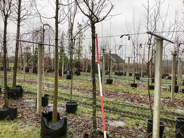 Japanse sierkers - bolboom - afbeelding 1 van  3