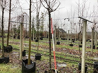 Japanse sierkers - bolboom - afbeelding 1 van  3