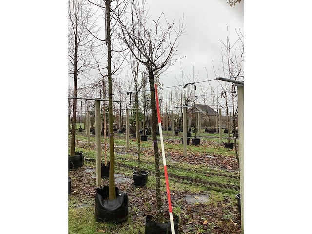 Japanse sierkers - bolboom - afbeelding 2 van  3