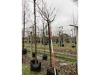 Japanse sierkers - bolboom - afbeelding 2 van  3