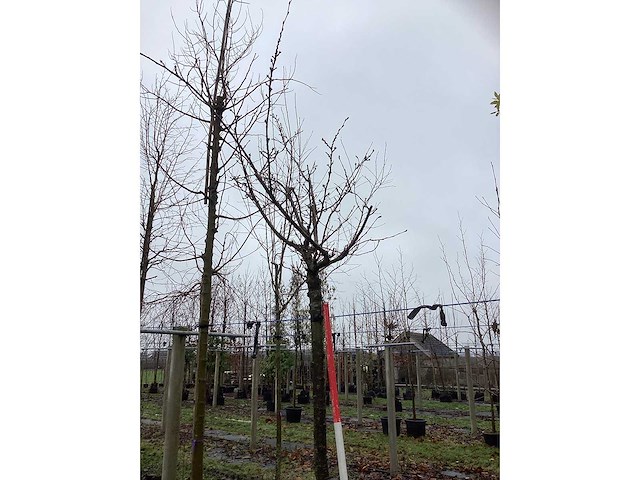 Japanse sierkers - bolboom - afbeelding 3 van  3
