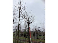 Japanse sierkers - bolboom - afbeelding 3 van  3