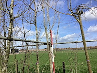 Japanse sierkers - laanboom - afbeelding 1 van  2