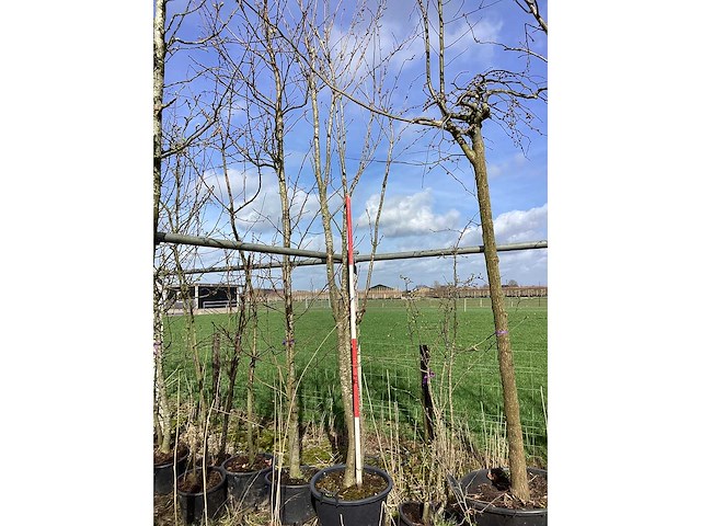 Japanse sierkers - laanboom - afbeelding 2 van  2