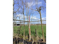 Japanse sierkers - laanboom - afbeelding 2 van  2