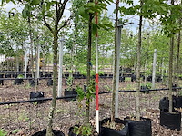 Japanse sierkers - laanboom - afbeelding 1 van  3
