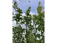 Japanse sierkers - laanboom - afbeelding 2 van  3
