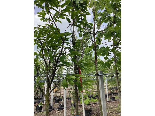 Japanse sierkers - laanboom - afbeelding 3 van  3
