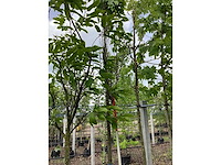 Japanse sierkers - laanboom - afbeelding 3 van  3