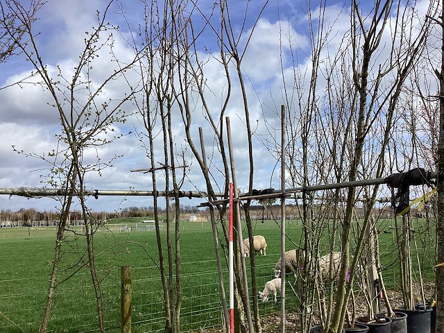 Japanse sierkers - meerstammige bomen (2x) - afbeelding 1 van  2