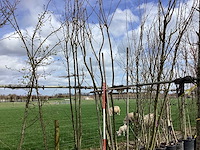 Japanse sierkers - meerstammige bomen (2x) - afbeelding 1 van  2