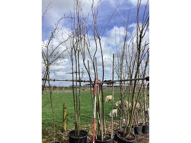 Japanse sierkers - meerstammige bomen (2x) - afbeelding 2 van  2