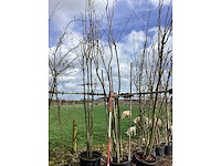 Japanse sierkers - meerstammige bomen (2x) - afbeelding 2 van  2