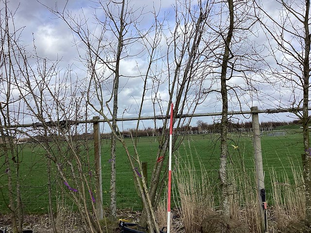 Japanse sierkers - meerstammige bomen (2x) - afbeelding 1 van  2