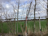 Japanse sierkers - meerstammige bomen (2x) - afbeelding 1 van  2