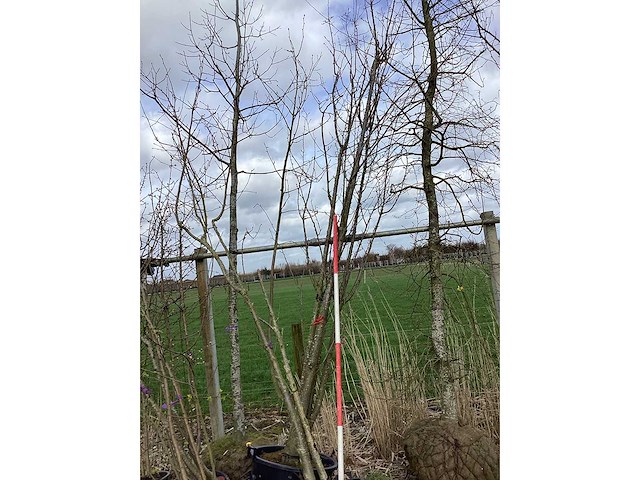 Japanse sierkers - meerstammige bomen (2x) - afbeelding 2 van  2
