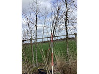 Japanse sierkers - meerstammige bomen (2x) - afbeelding 2 van  2