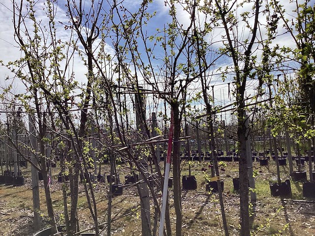 Japanse sierkers - meerstammige bomen (3x) - afbeelding 1 van  2