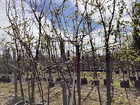 Japanse sierkers - meerstammige bomen (3x) - afbeelding 1 van  2