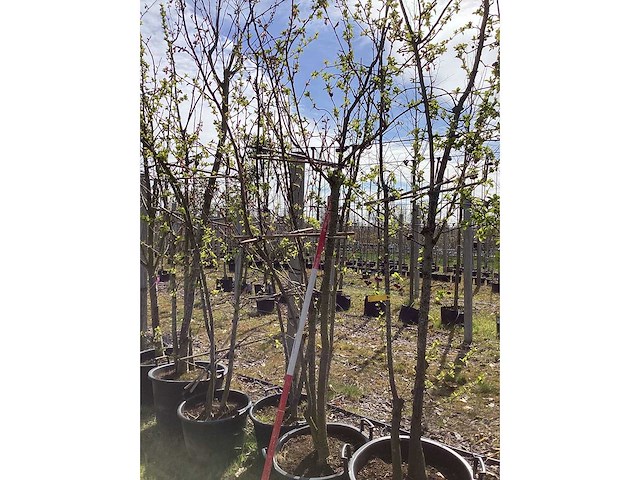 Japanse sierkers - meerstammige bomen (3x) - afbeelding 2 van  2