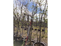 Japanse sierkers - meerstammige bomen (3x) - afbeelding 2 van  2