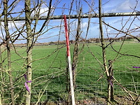 Japanse sierkers - meerstammige bomen - afbeelding 1 van  2