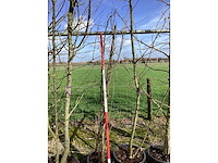 Japanse sierkers - meerstammige bomen - afbeelding 2 van  2