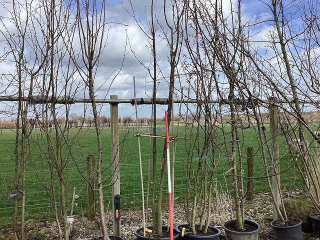 Japanse sierkers - meerstammige bomen - afbeelding 1 van  2