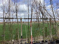 Japanse sierkers - meerstammige bomen - afbeelding 1 van  2