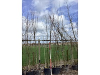 Japanse sierkers - meerstammige bomen - afbeelding 2 van  2