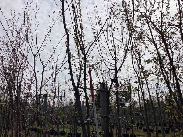 Japanse sierkers - meerstammige bomen - afbeelding 1 van  2