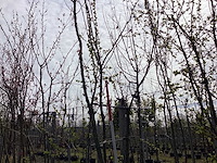 Japanse sierkers - meerstammige bomen - afbeelding 1 van  2