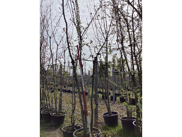 Japanse sierkers - meerstammige bomen - afbeelding 2 van  2
