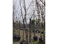 Japanse sierkers - meerstammige bomen - afbeelding 2 van  2