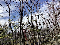 Japanse sierkers - meerstammige bomen - afbeelding 1 van  2