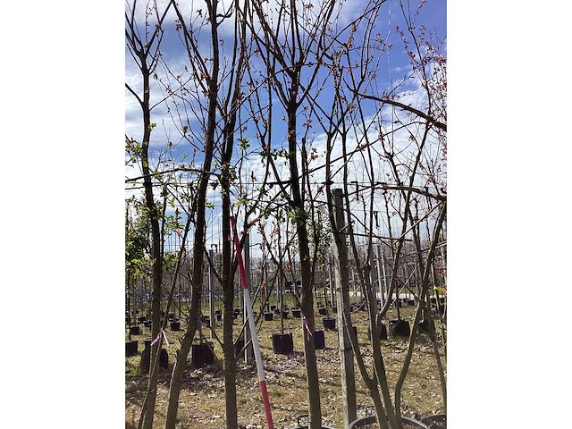 Japanse sierkers - meerstammige bomen - afbeelding 2 van  2