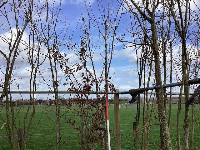 Japanse sierkers - meerstammige boom (2x) - afbeelding 1 van  2