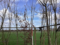 Japanse sierkers - meerstammige boom (2x) - afbeelding 1 van  2