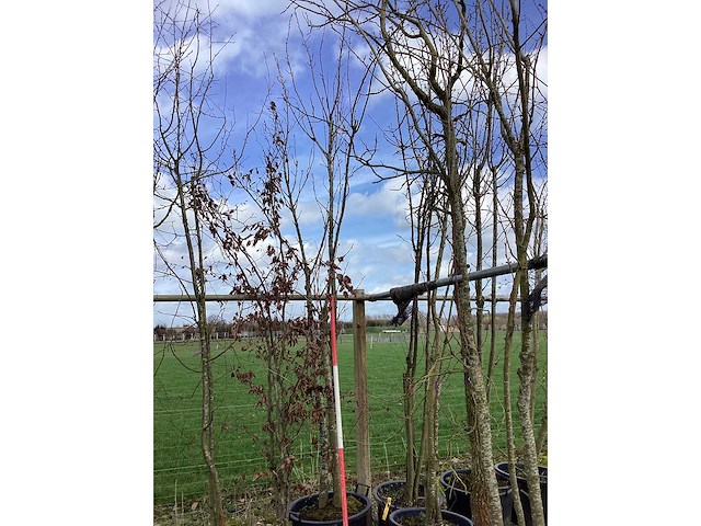 Japanse sierkers - meerstammige boom (2x) - afbeelding 2 van  2