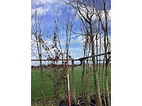 Japanse sierkers - meerstammige boom (2x) - afbeelding 2 van  2