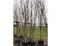 Japanse sierkers - meerstammige boom (3x) - afbeelding 2 van  3