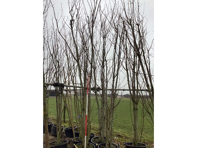 Japanse sierkers - meerstammige boom (3x) - afbeelding 3 van  3