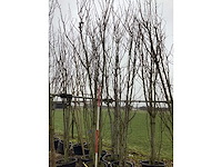 Japanse sierkers - meerstammige boom (3x) - afbeelding 3 van  3